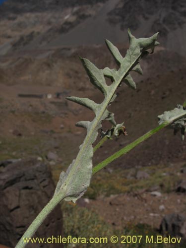 Bild von Leucheria  sp. #6118 (). Klicken Sie, um den Ausschnitt zu vergrössern.