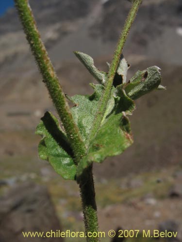 Bild von Leucheria  sp. #6118 (). Klicken Sie, um den Ausschnitt zu vergrössern.