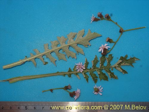 Bild von Leucheria  sp. #6118 (). Klicken Sie, um den Ausschnitt zu vergrössern.