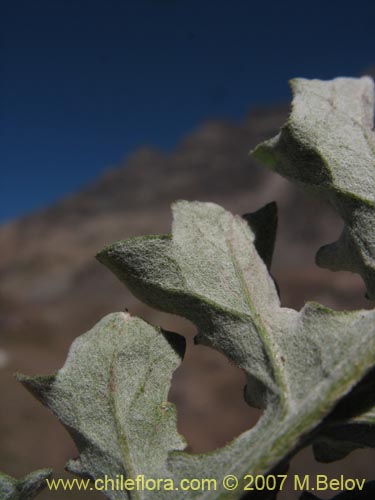 Bild von Leucheria  sp. #6118 (). Klicken Sie, um den Ausschnitt zu vergrössern.