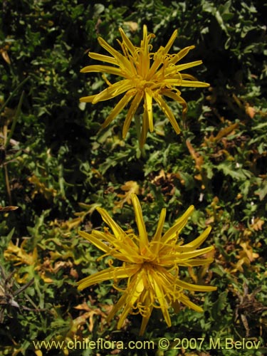 Image of Hypochoeris tenuifolia var. clarionoides (). Click to enlarge parts of image.