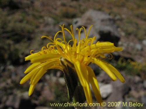 Bild von Hypochoeris tenuifolia var. clarionoides (). Klicken Sie, um den Ausschnitt zu vergrössern.