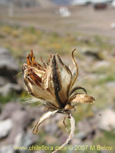 Bild von Hypochoeris tenuifolia var. clarionoides (). Klicken Sie, um den Ausschnitt zu vergrössern.