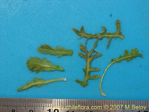 Bild von Hypochoeris tenuifolia var. clarionoides (). Klicken Sie, um den Ausschnitt zu vergrössern.