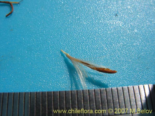 Bild von Hypochoeris tenuifolia var. clarionoides (). Klicken Sie, um den Ausschnitt zu vergrössern.