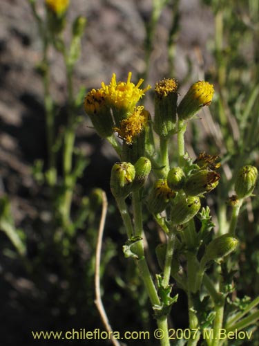 Image of Senecio sp. #1741 (). Click to enlarge parts of image.