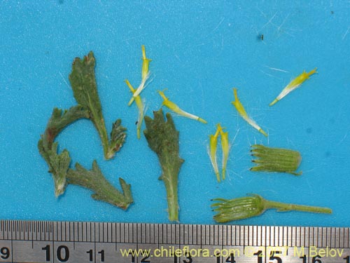 Senecio sp. #1741의 사진