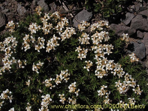 Image of Nassauvia looseri (). Click to enlarge parts of image.