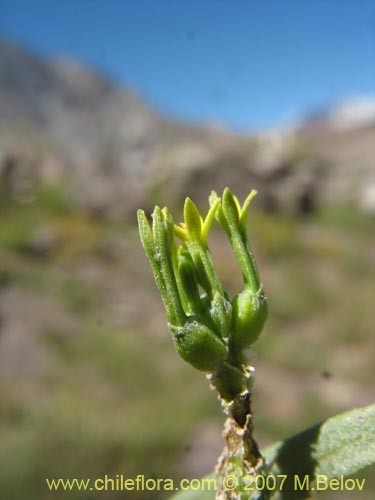 Quinchamalium dombeyiの写真