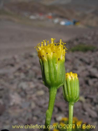 Image of Senecio sp. #1740 (). Click to enlarge parts of image.