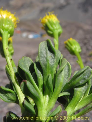 Image of Senecio sp. #1740 (). Click to enlarge parts of image.