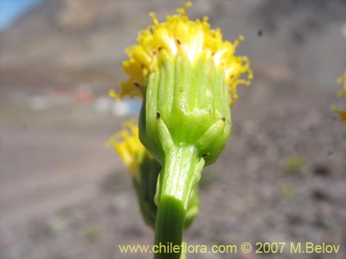 Image of Senecio sp. #1740 (). Click to enlarge parts of image.