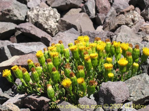 Image of Senecio sp. #1740 (). Click to enlarge parts of image.