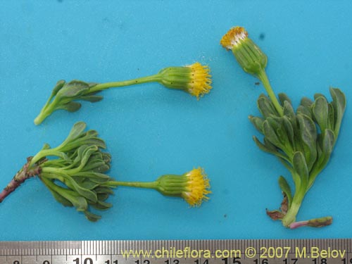 Bild von Senecio sp. #1740 (). Klicken Sie, um den Ausschnitt zu vergrössern.