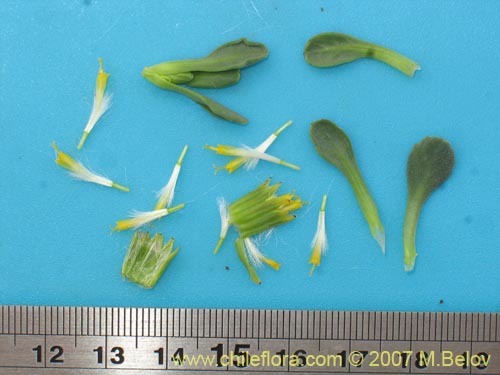 Bild von Senecio sp. #1740 (). Klicken Sie, um den Ausschnitt zu vergrössern.