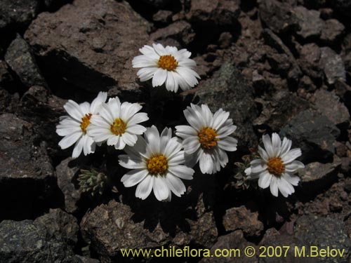 Image of Chaetanthera apiculata (). Click to enlarge parts of image.