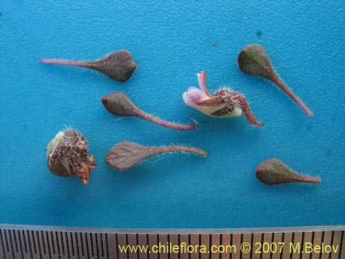 Imágen de Viola philippii (). Haga un clic para aumentar parte de imágen.