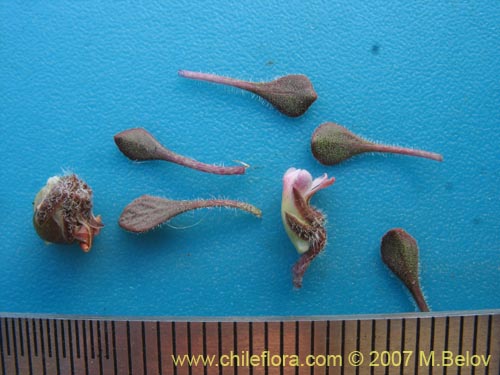 Imágen de Viola philippii (). Haga un clic para aumentar parte de imágen.