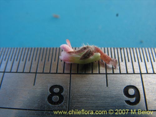 Imágen de Viola philippii (). Haga un clic para aumentar parte de imágen.