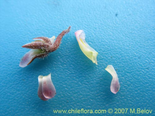 Imágen de Viola philippii (). Haga un clic para aumentar parte de imágen.