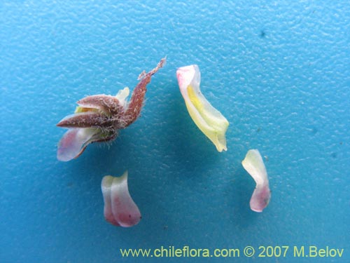 Imágen de Viola philippii (). Haga un clic para aumentar parte de imágen.