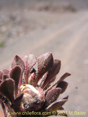 Imágen de Viola philippii (). Haga un clic para aumentar parte de imágen.