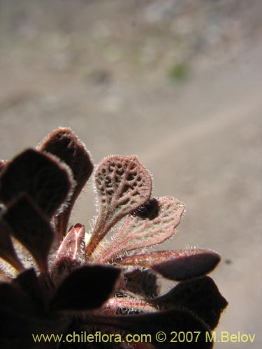 Imágen de Viola philippii (). Haga un clic para aumentar parte de imágen.