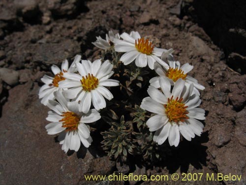 Image of Chaetanthera apiculata (). Click to enlarge parts of image.