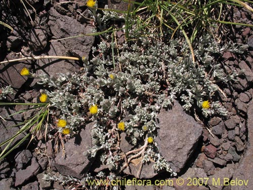 Image of Senecio looseri (). Click to enlarge parts of image.