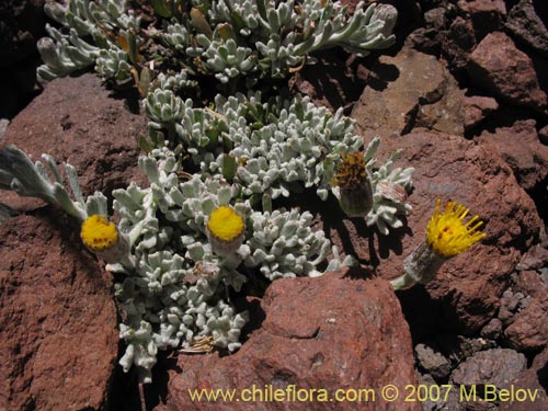 Image of Senecio looseri (). Click to enlarge parts of image.