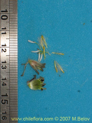 Imágen de Chaetanthera apiculata (). Haga un clic para aumentar parte de imágen.