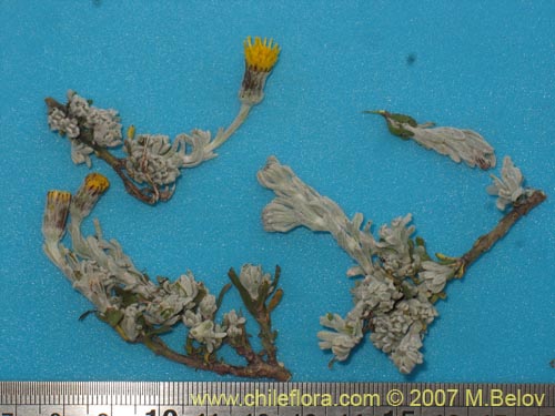 Image of Senecio looseri (). Click to enlarge parts of image.