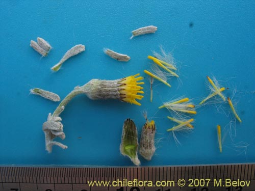 Image of Senecio looseri (). Click to enlarge parts of image.