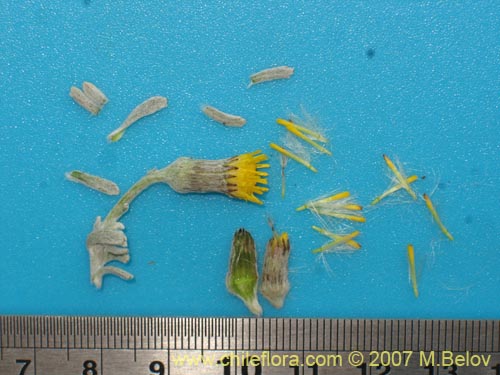 Image of Senecio looseri (). Click to enlarge parts of image.