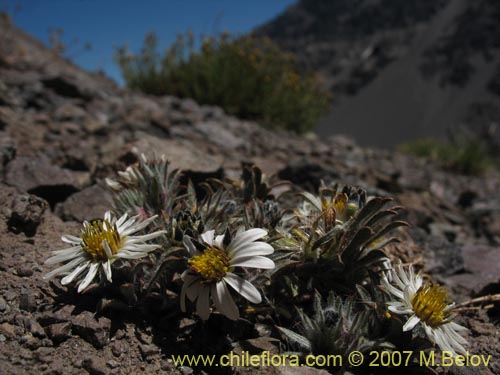 Image of Chaetanthera sp. #02503 (). Click to enlarge parts of image.