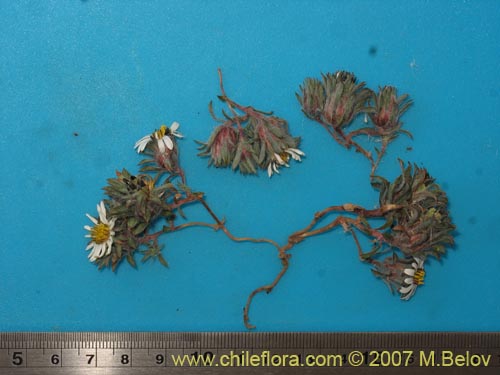 Image of Chaetanthera sp. #02503 (). Click to enlarge parts of image.
