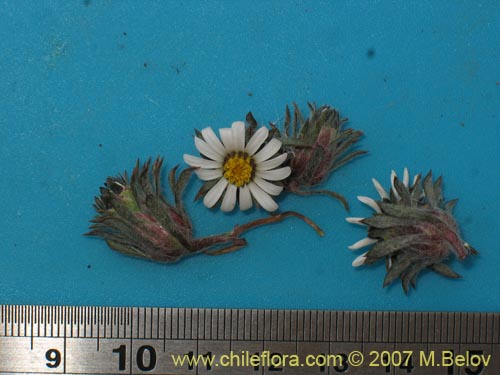 Image of Chaetanthera sp. #02503 (). Click to enlarge parts of image.