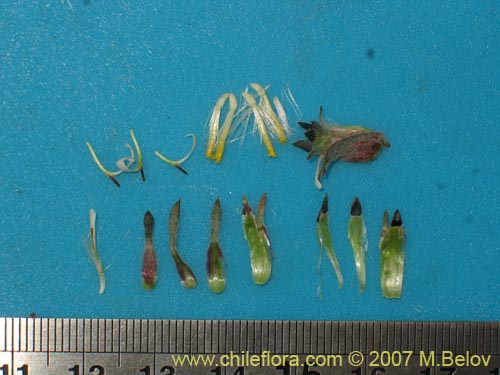 Image of Chaetanthera sp. #02503 (). Click to enlarge parts of image.