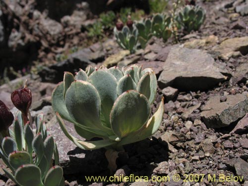 Image of Alstroemeria spathulata (). Click to enlarge parts of image.