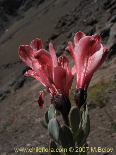 Image of Alstroemeria spathulata (). Click to enlarge parts of image.