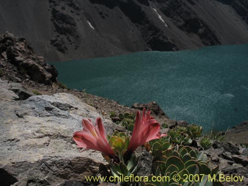 Image of Alstroemeria spathulata (). Click to enlarge parts of image.