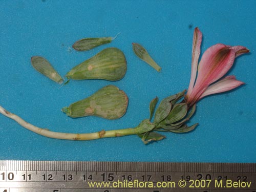 Image of Alstroemeria spathulata (). Click to enlarge parts of image.