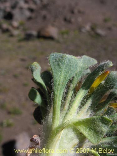 Bild von Chaetanthera spathulifolia (). Klicken Sie, um den Ausschnitt zu vergrössern.