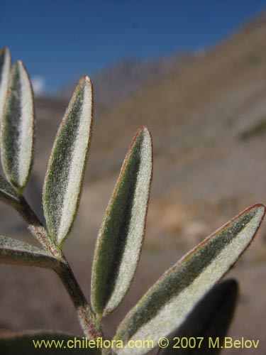 Image of Astragalus curvicaulis (). Click to enlarge parts of image.