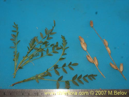 Image of Astragalus curvicaulis (). Click to enlarge parts of image.