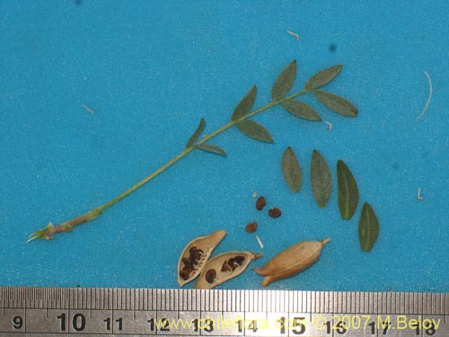 Image of Astragalus curvicaulis (). Click to enlarge parts of image.