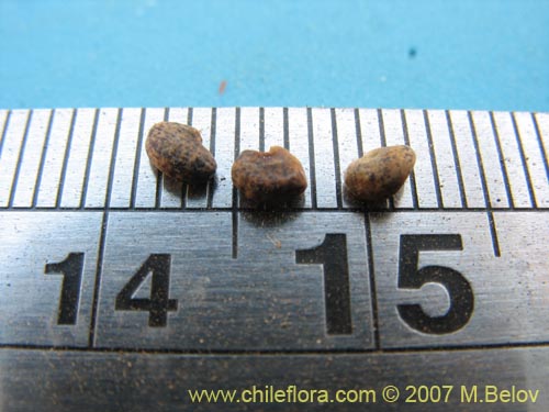 Image of Astragalus curvicaulis (). Click to enlarge parts of image.