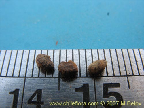 Image of Astragalus curvicaulis (). Click to enlarge parts of image.