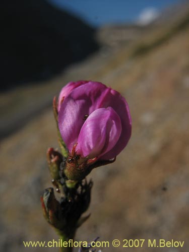 Image of Astragalus curvicaulis (). Click to enlarge parts of image.