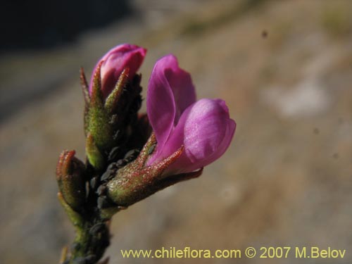 Image of Astragalus curvicaulis (). Click to enlarge parts of image.